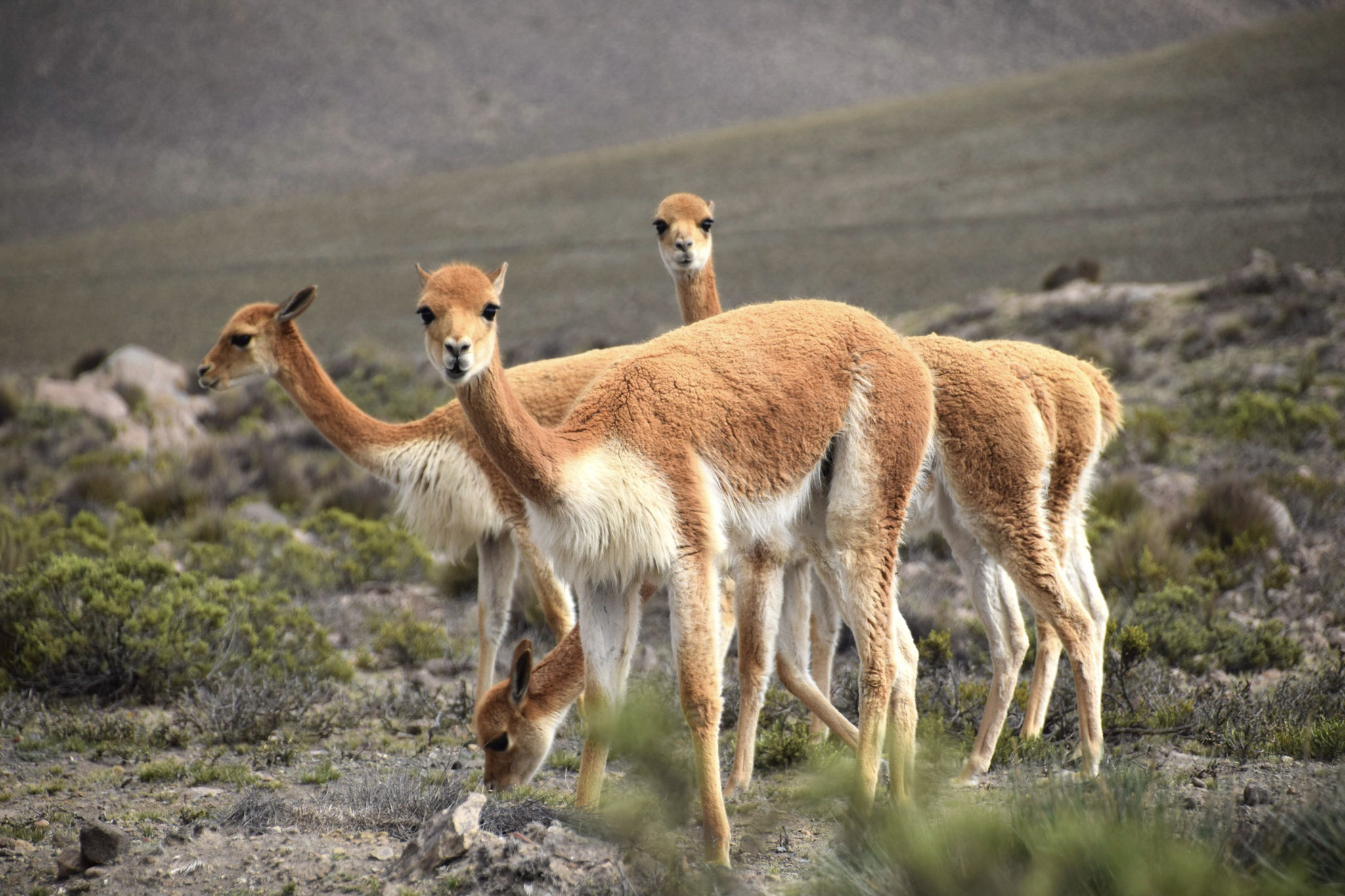 Peru