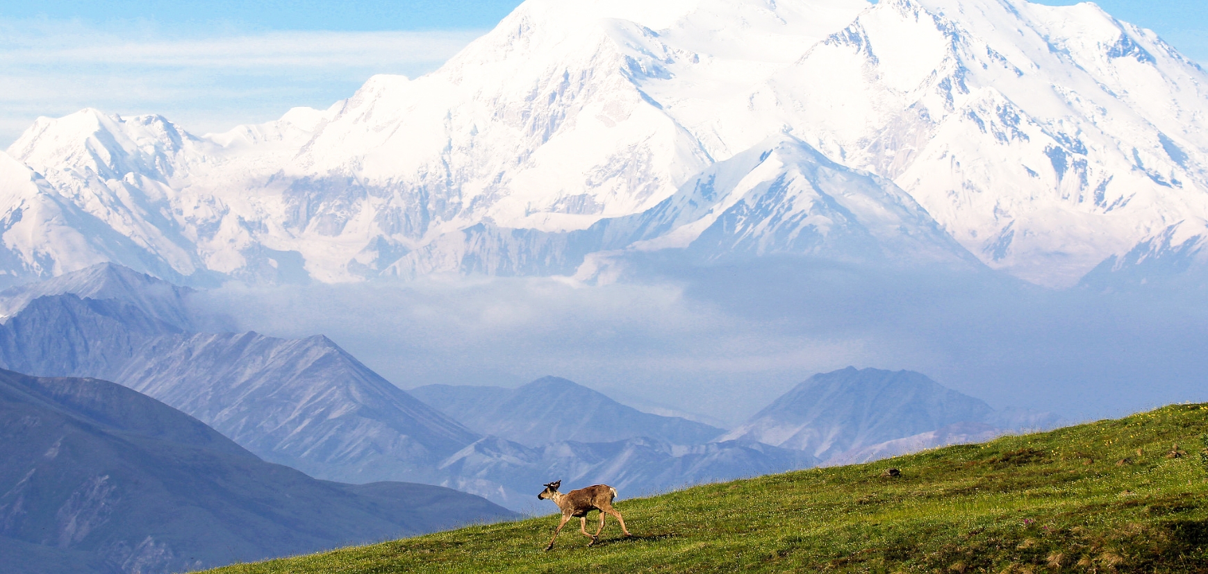 A lone caribou in Denali National Park