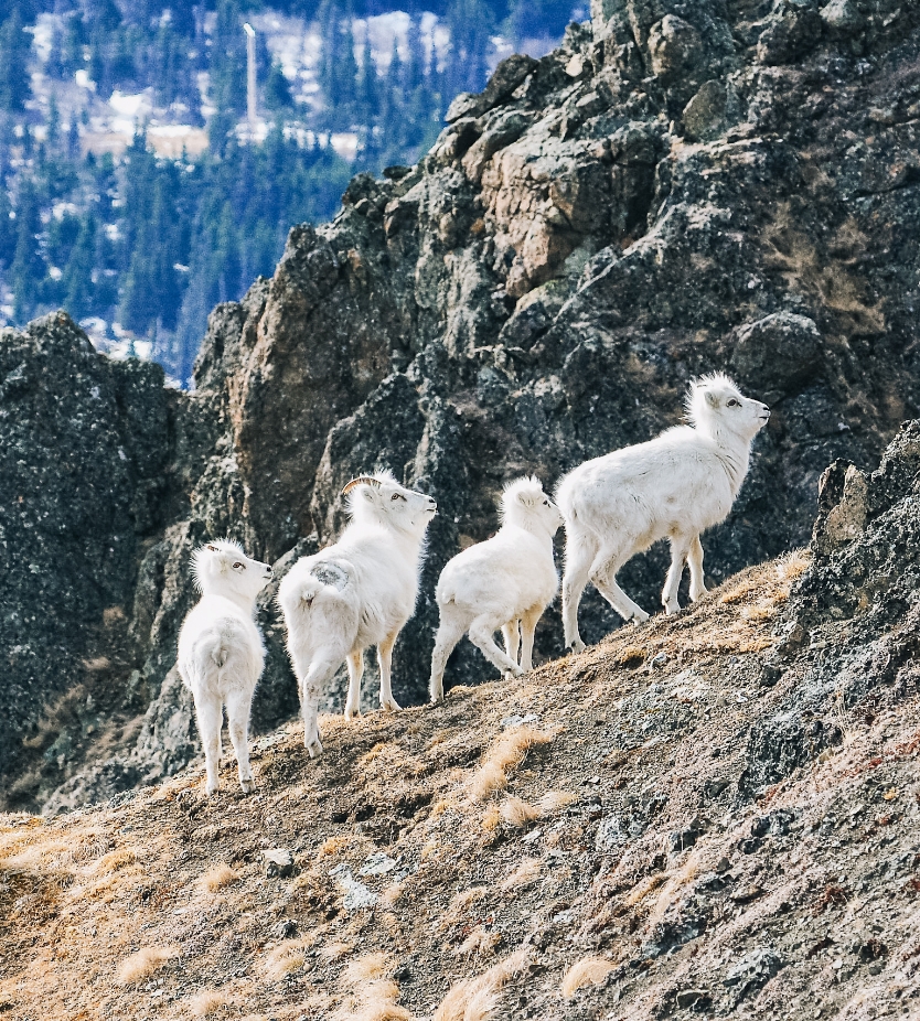 Dall_sheep_in_Chugach_State_Park_Alaska