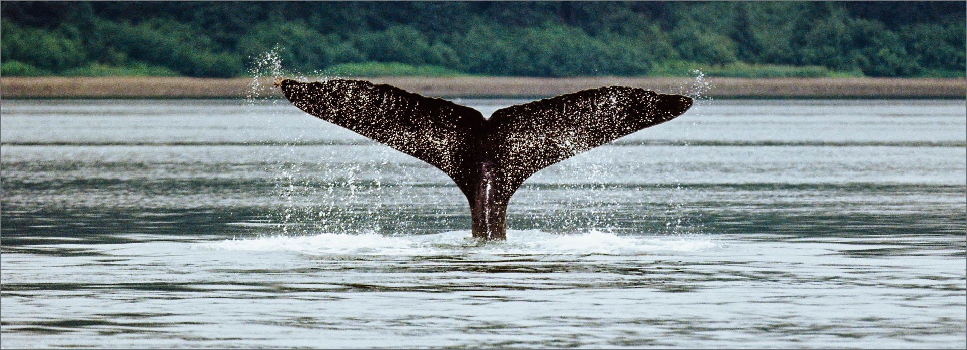 The Wildlife of Alaska