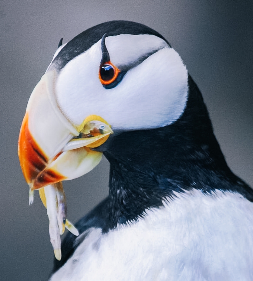 alaska-species-birds-Horned-Puffin