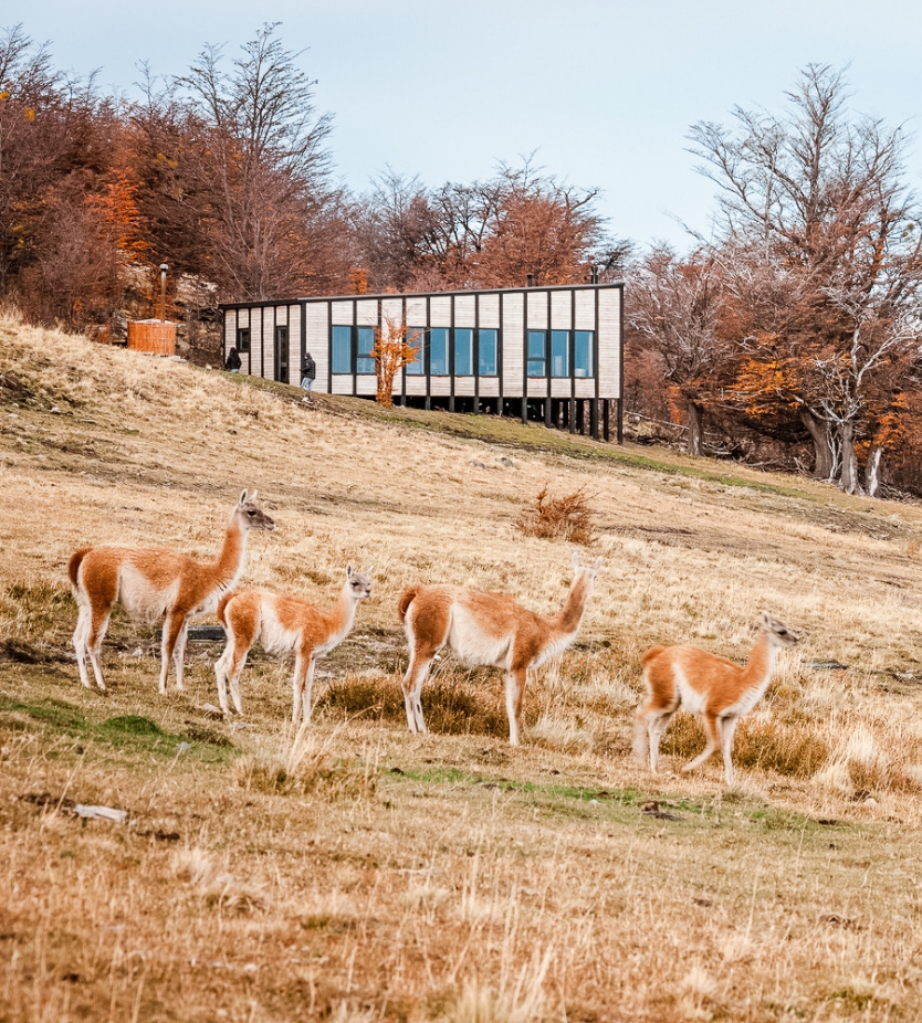 Awasi Patagonia