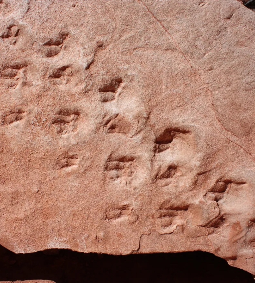 The oldest fossilized footprints in the park are 313 million years old Photo courtesy of Prof. Steve Roland