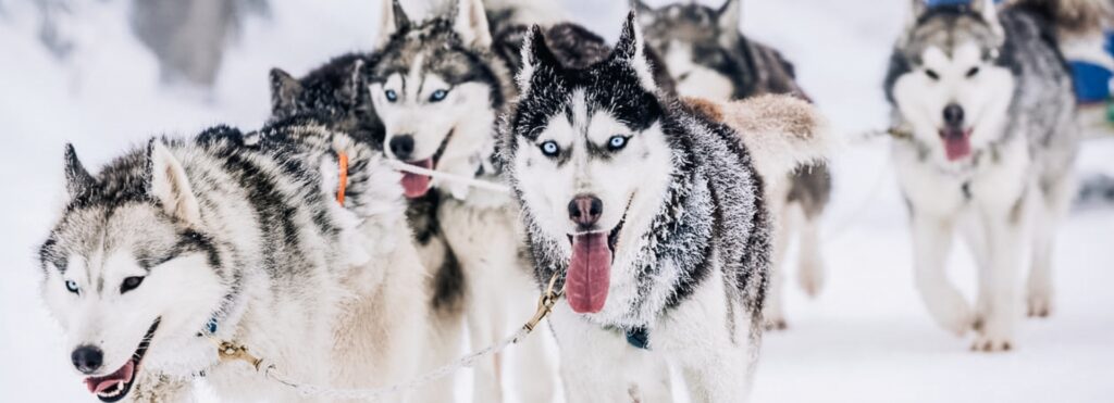 Discover the Frontiers of Alaska by Dog Sled header