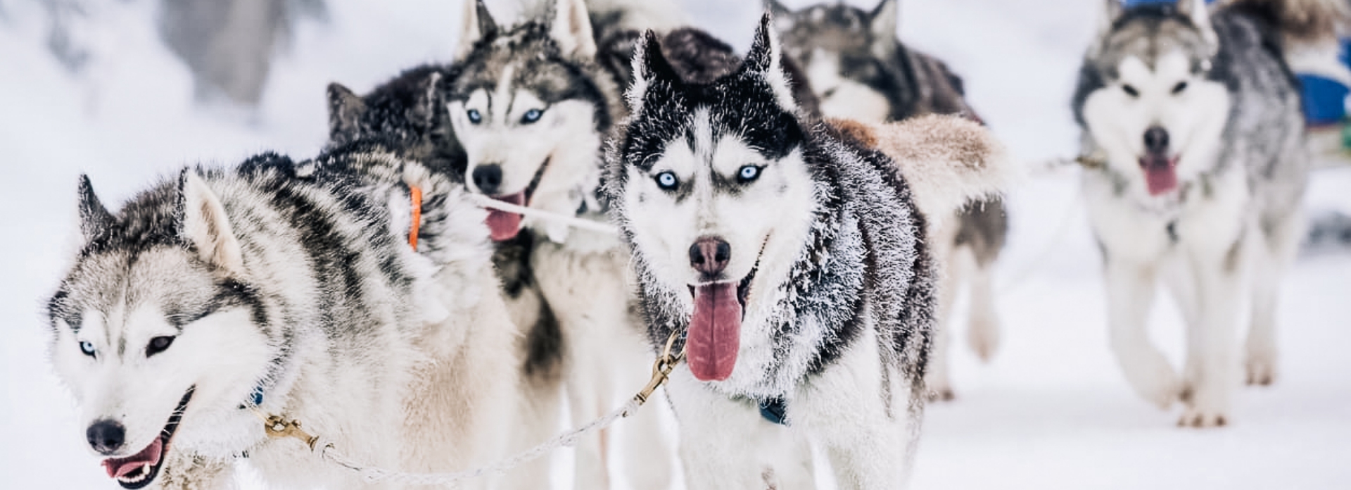 Discover the Frontiers of Alaska by Dog Sled header