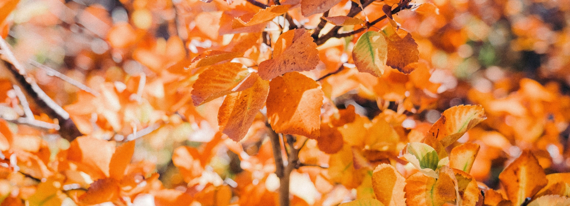 Vibrant fall colors of yellowstone national park