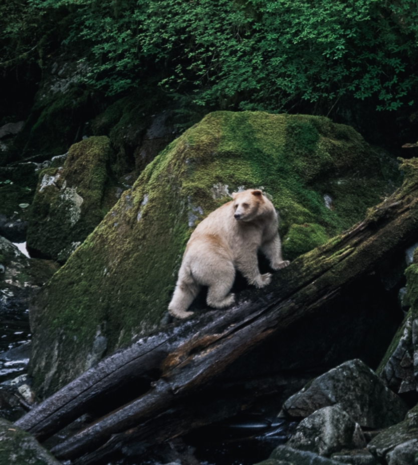 Spirit Bear