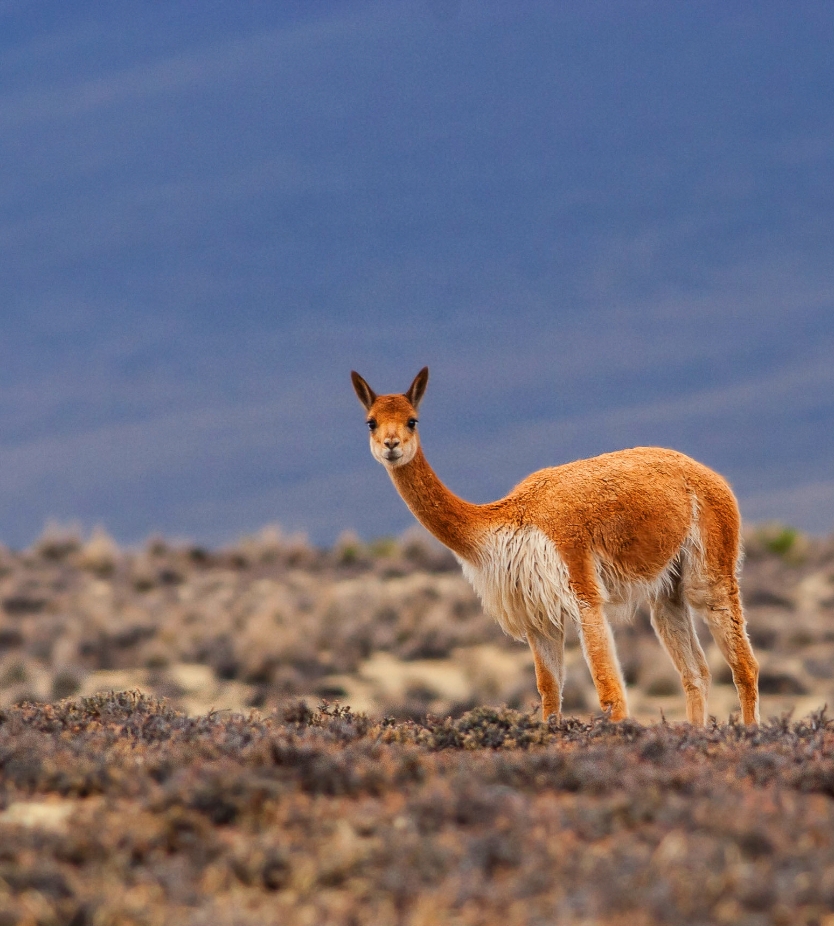 A local Guanaco of Patagonia