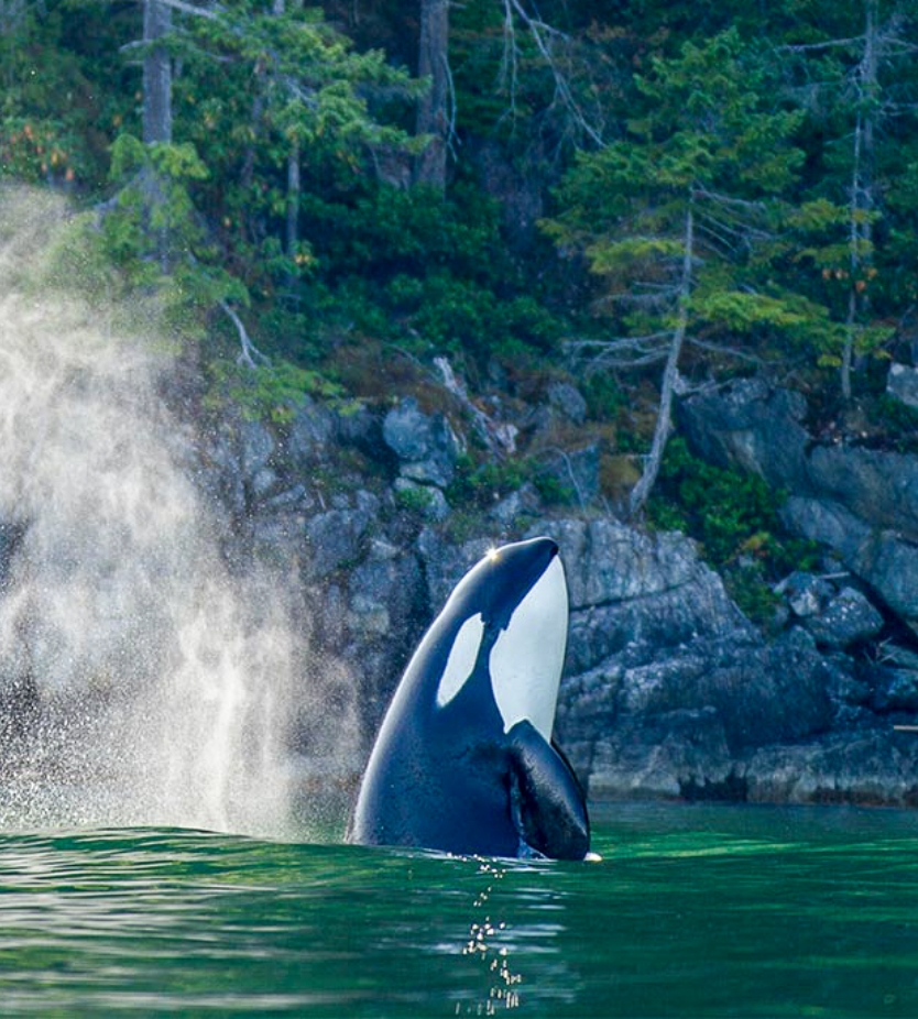 Canada Coastal Rainforest6