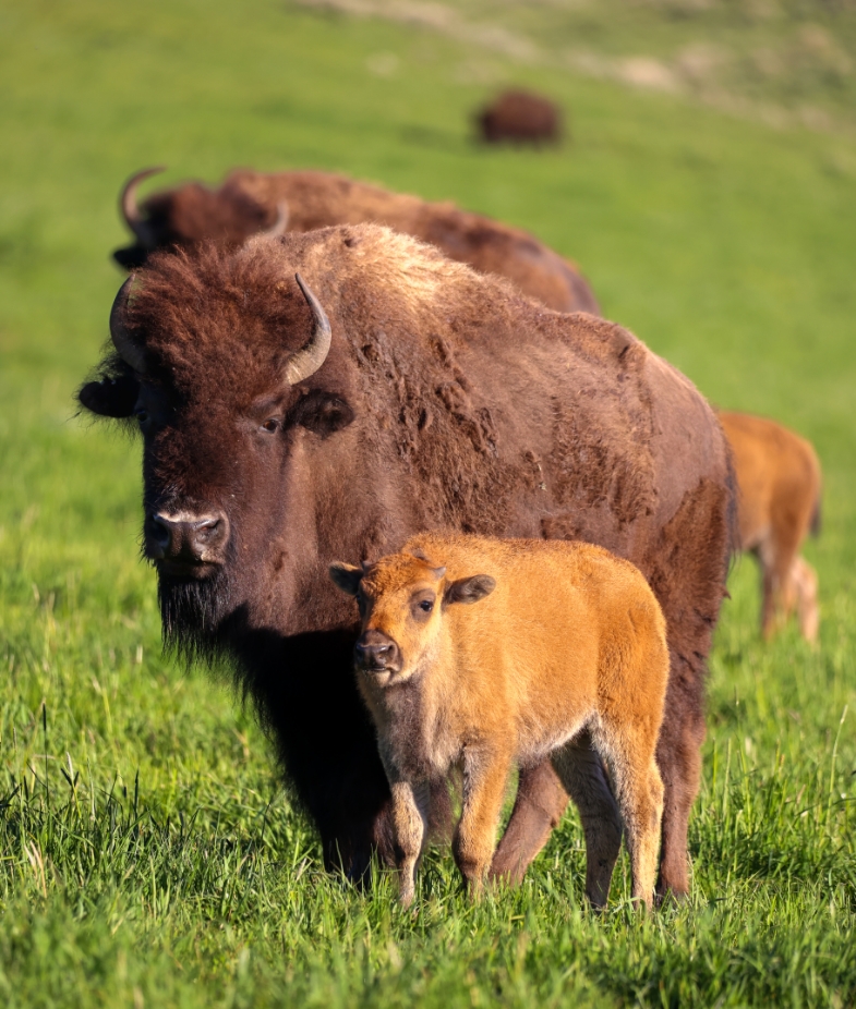 Mother And Calf Bison