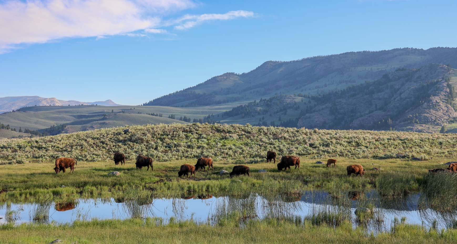 Bison Grazing In Lamar Valley