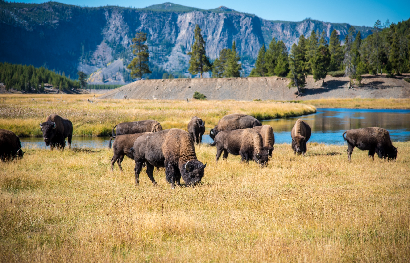 Bison Grazing In Lamar Valley Yellowstone