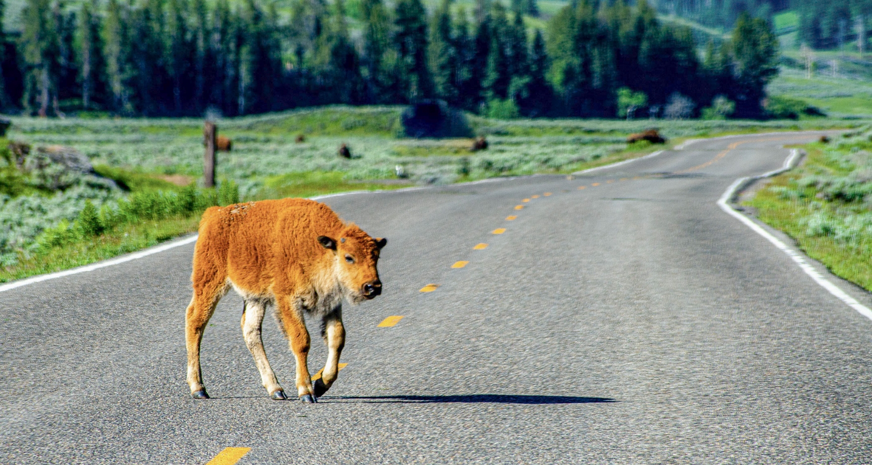 Baby Bison