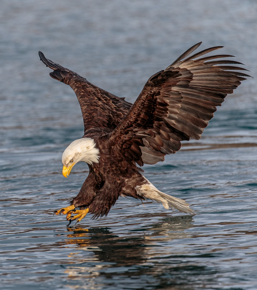 Eagle Diving For Fish