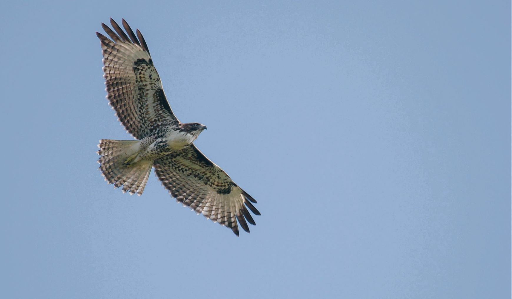 Peregrine Falcon Soaring Through The Sky