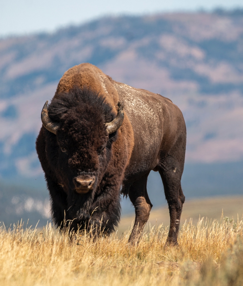 Bison Bull