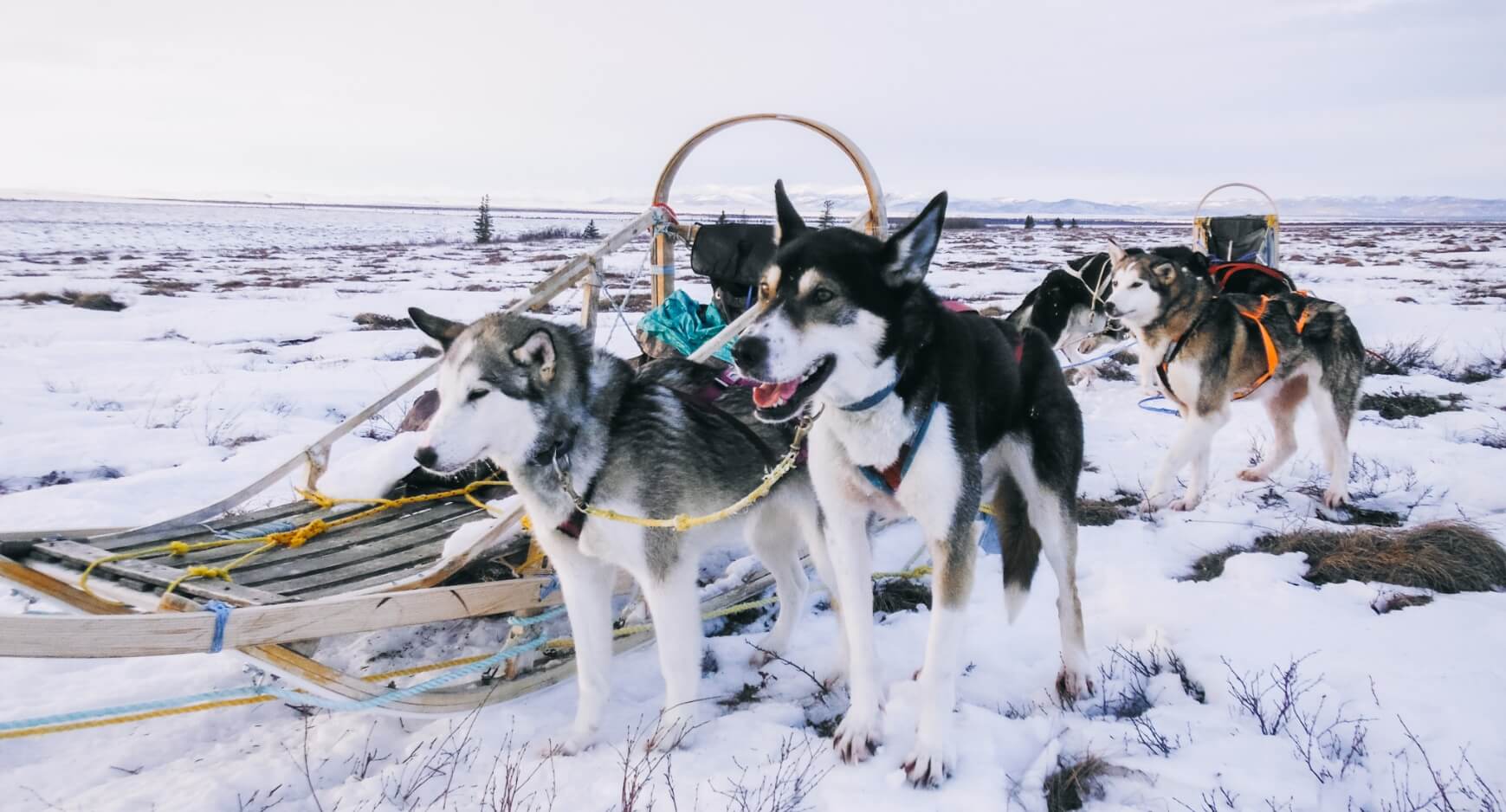 Alaska by Dog Sled2