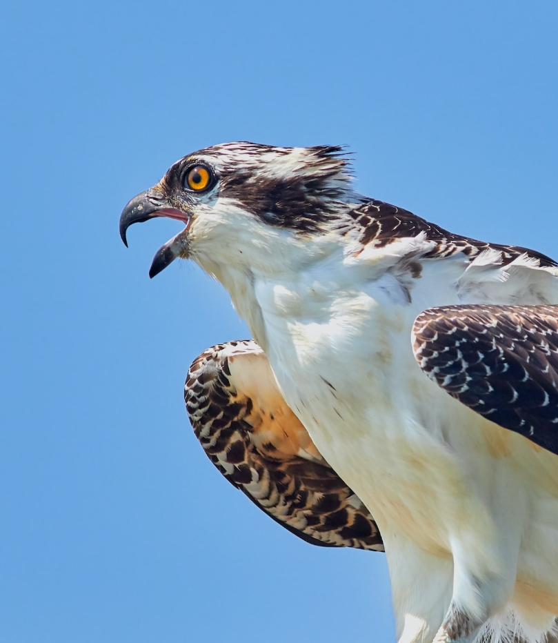 Soaring to New Heights11