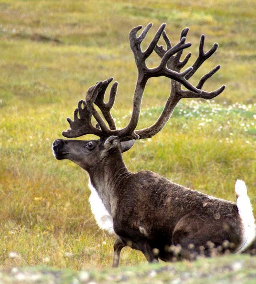 Wildlife of Alaska11