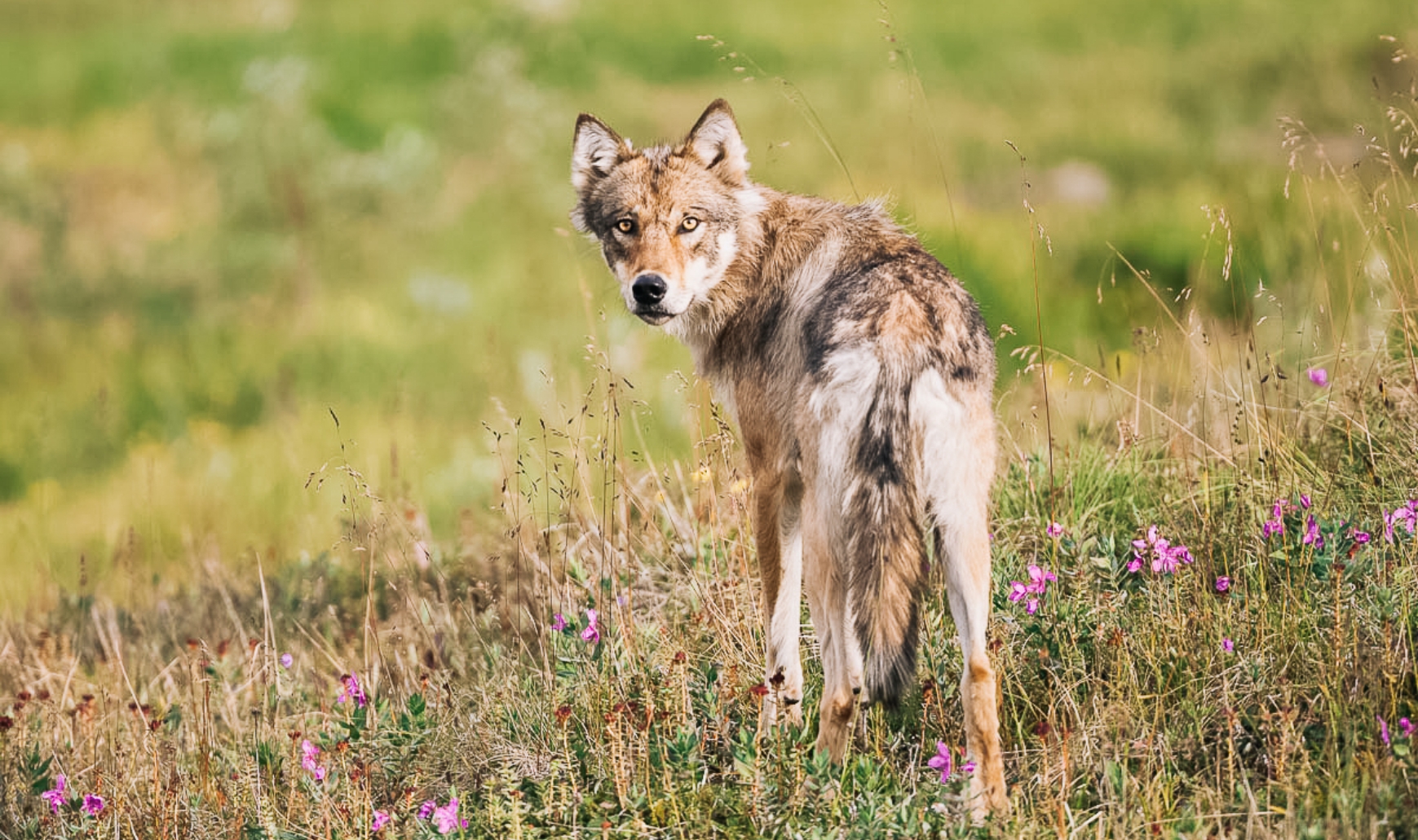 Wildlife of Alaska12