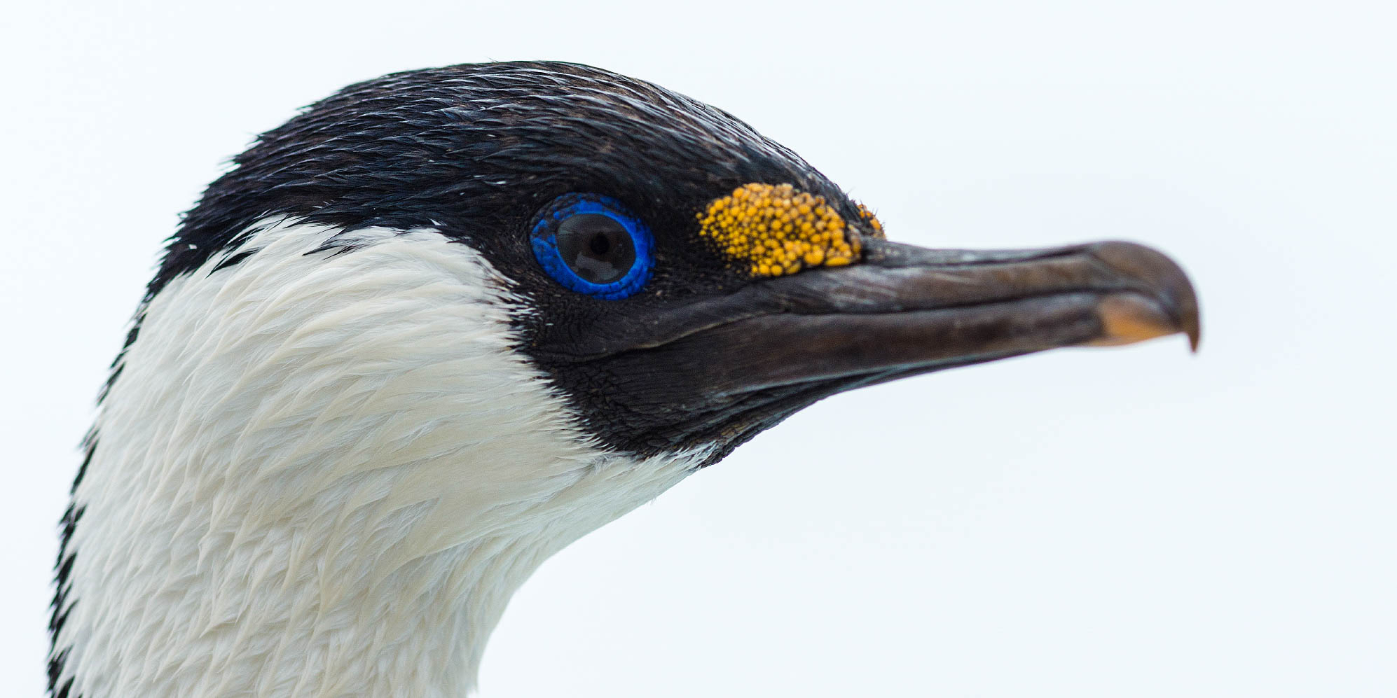Extreme close-up of a Blue-eyed Shag's head, showing its bright blue eye and yellow facial growth.