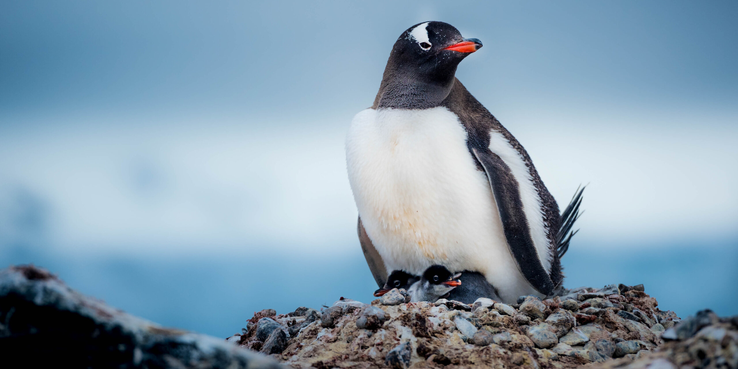 Gentoo penguin standing over two small chicks in a rocky nest, set against a blurred blue background.