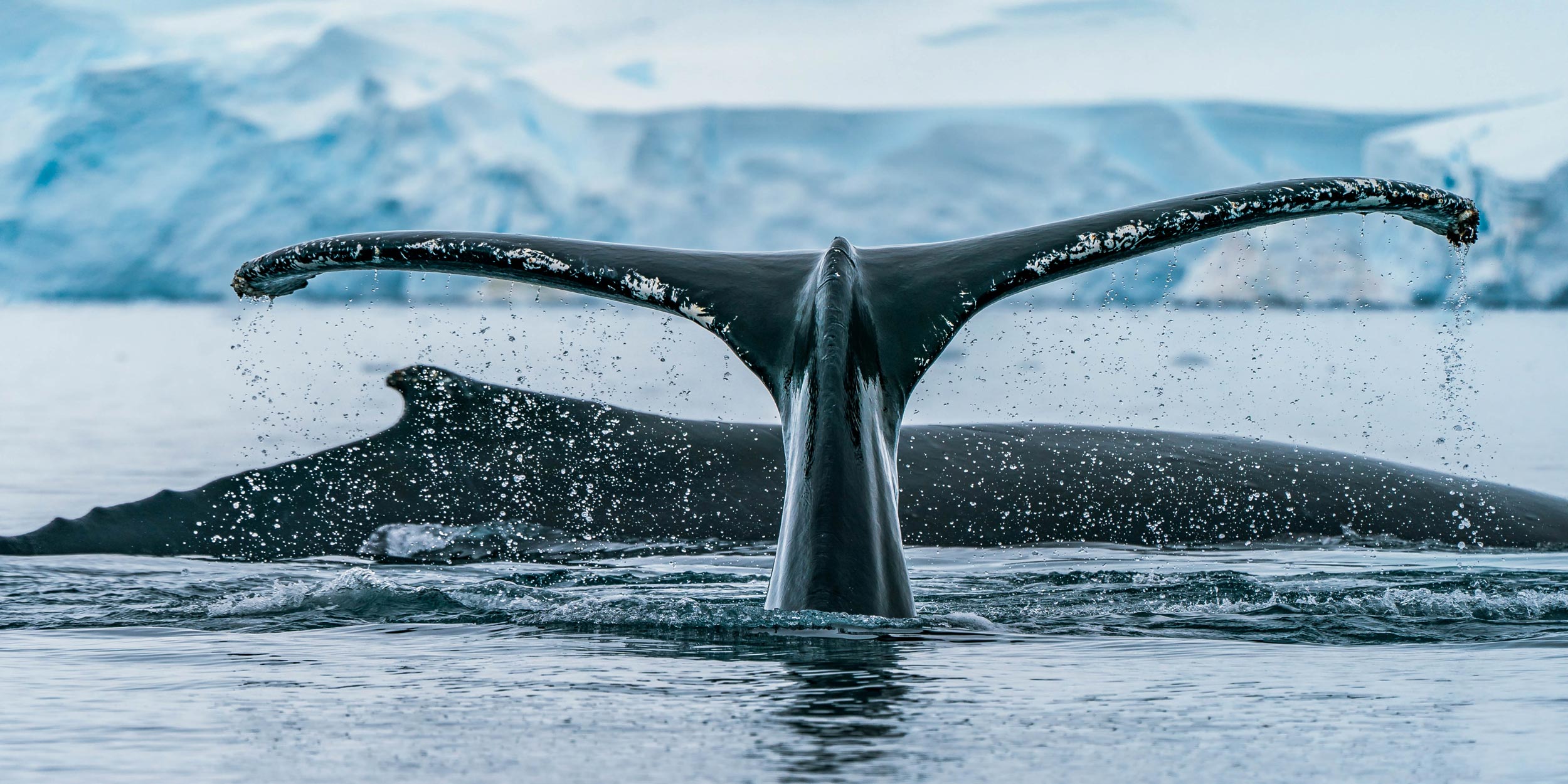 A humpback whale tail (fluke) rises above the Antarctic water, with another whale's back visible.