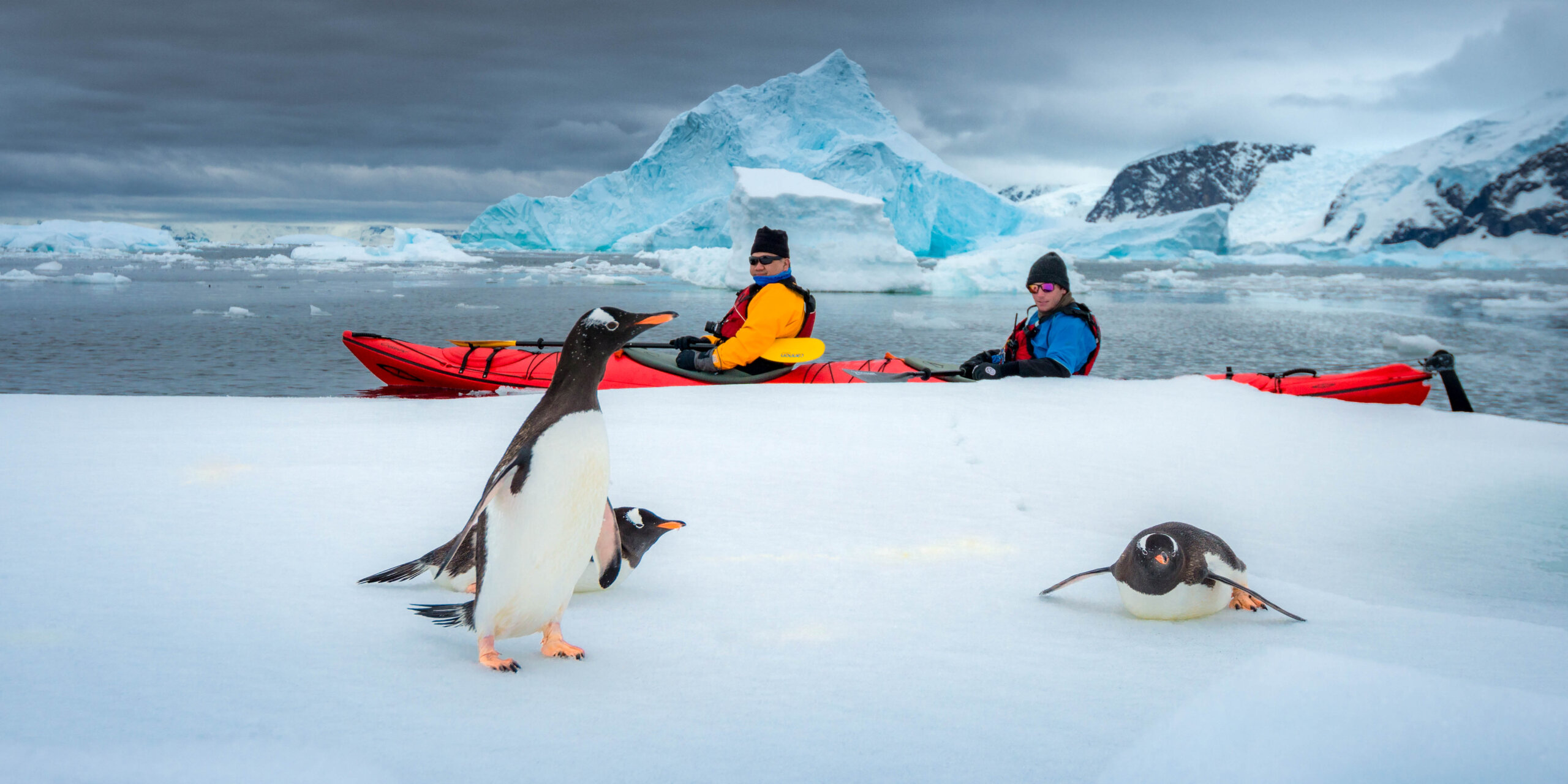 Kayakers in the background while Gentoo penguins stand on an ice floe in Antarctica.