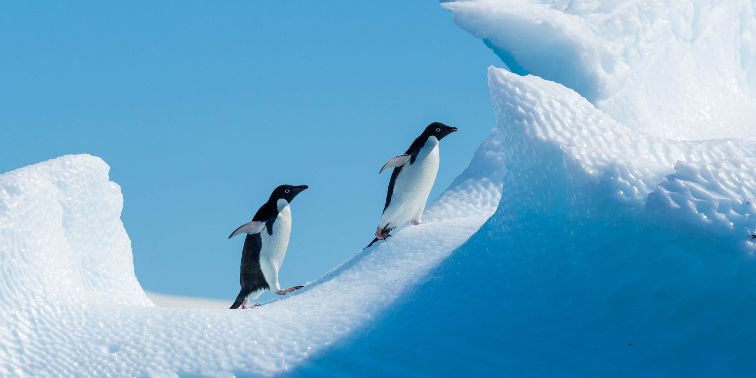 Two Adélie penguins walking up the steep, textured side of a bright blue iceberg.