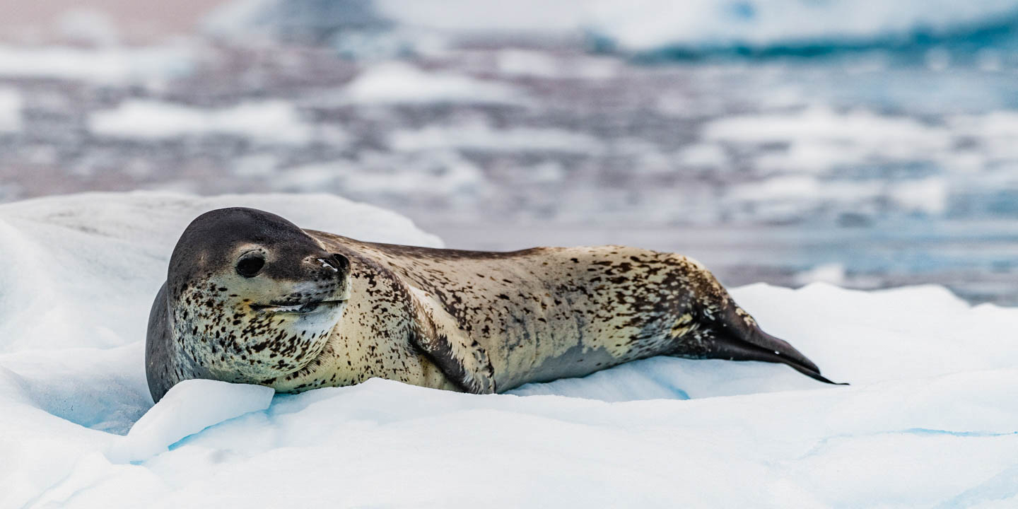 A spotted Leopard Seal resting on a white and blue sheet of ice in Antarctica.