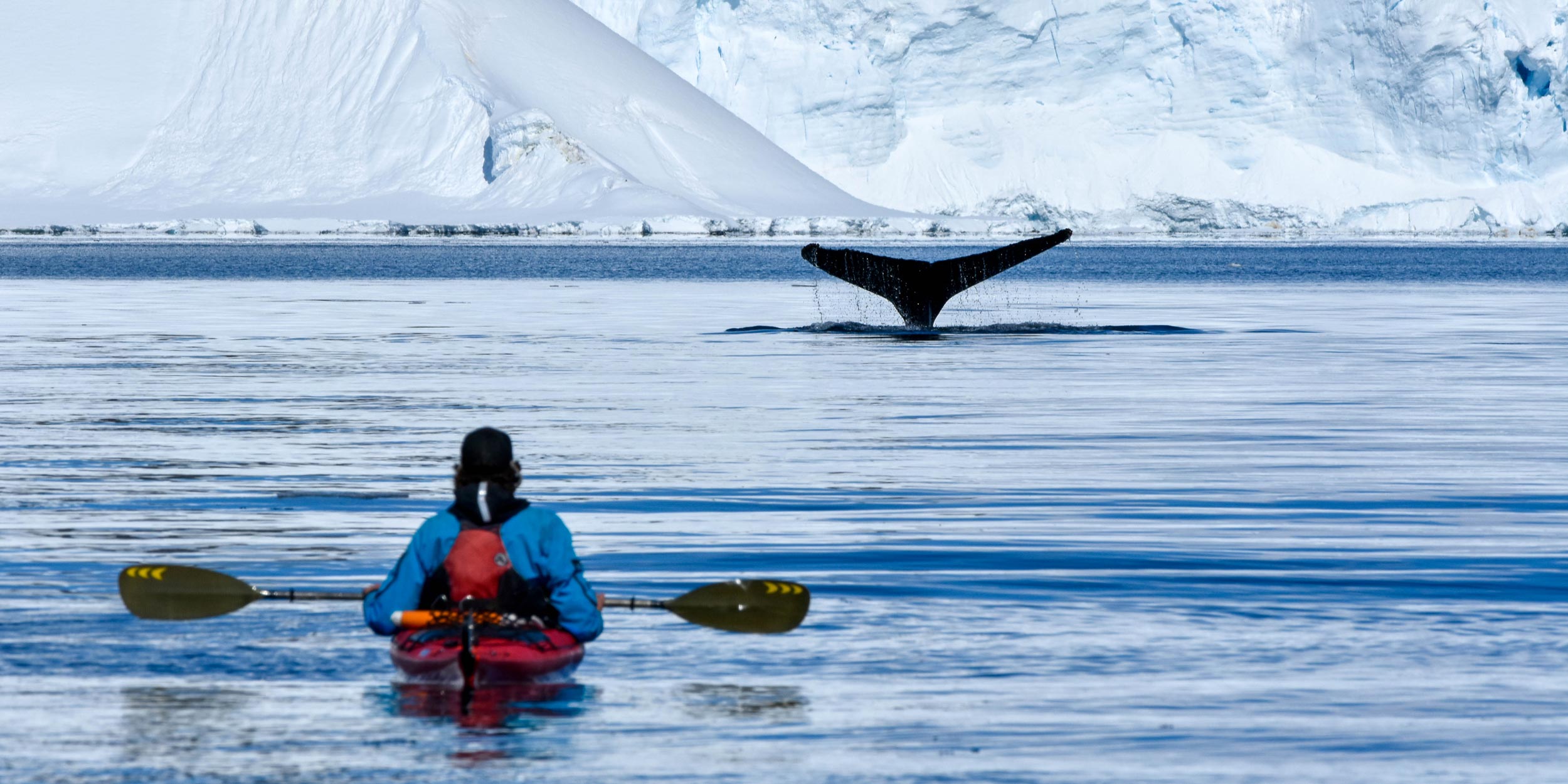 A kayaker watches a whale's fluke (tail) rise out of the calm blue Antarctic water with snowy mountains behind.