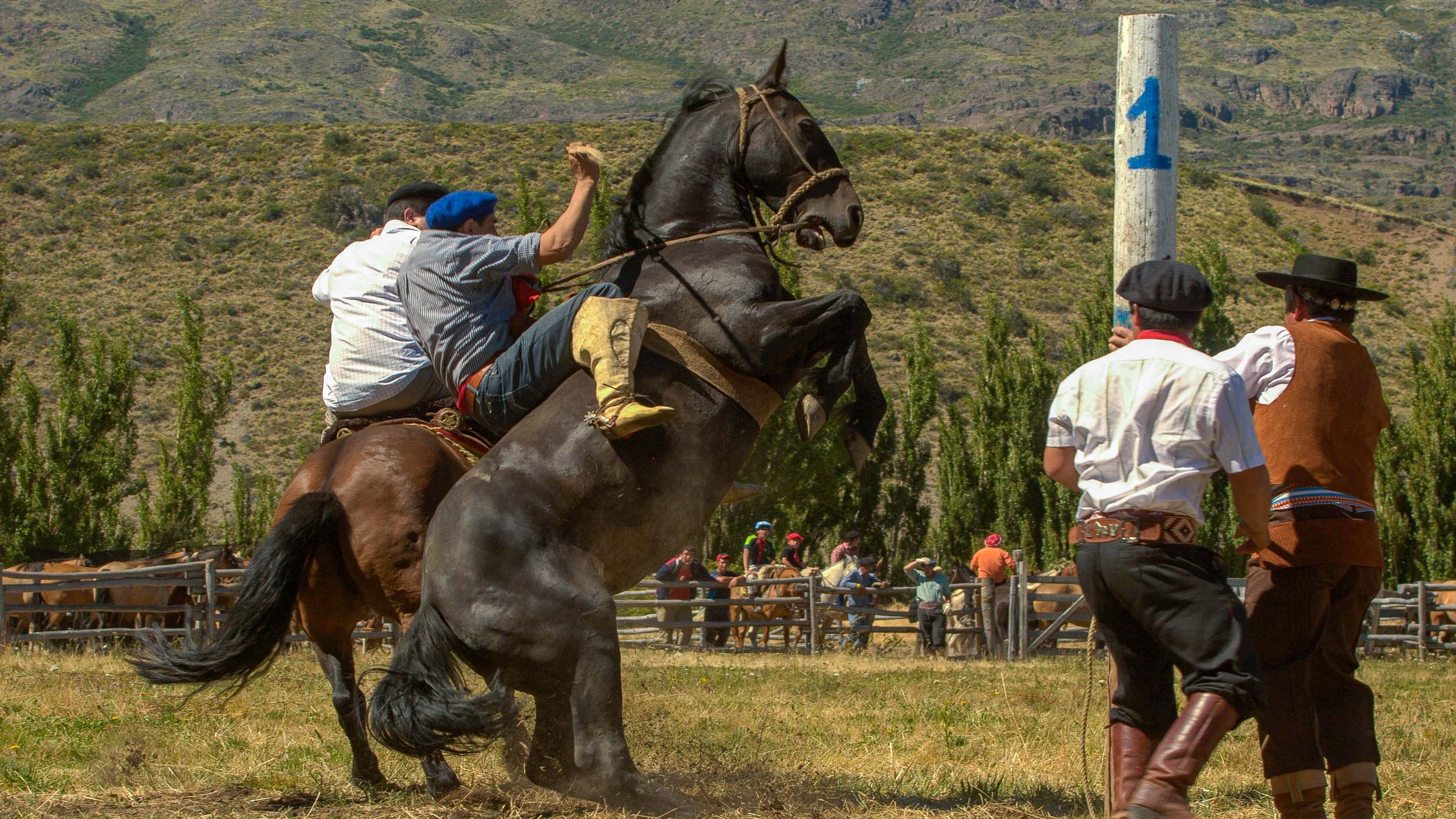 Argentine gaucho on a rearing horse attempting to hook a ring (sortija) off a pole during a game.