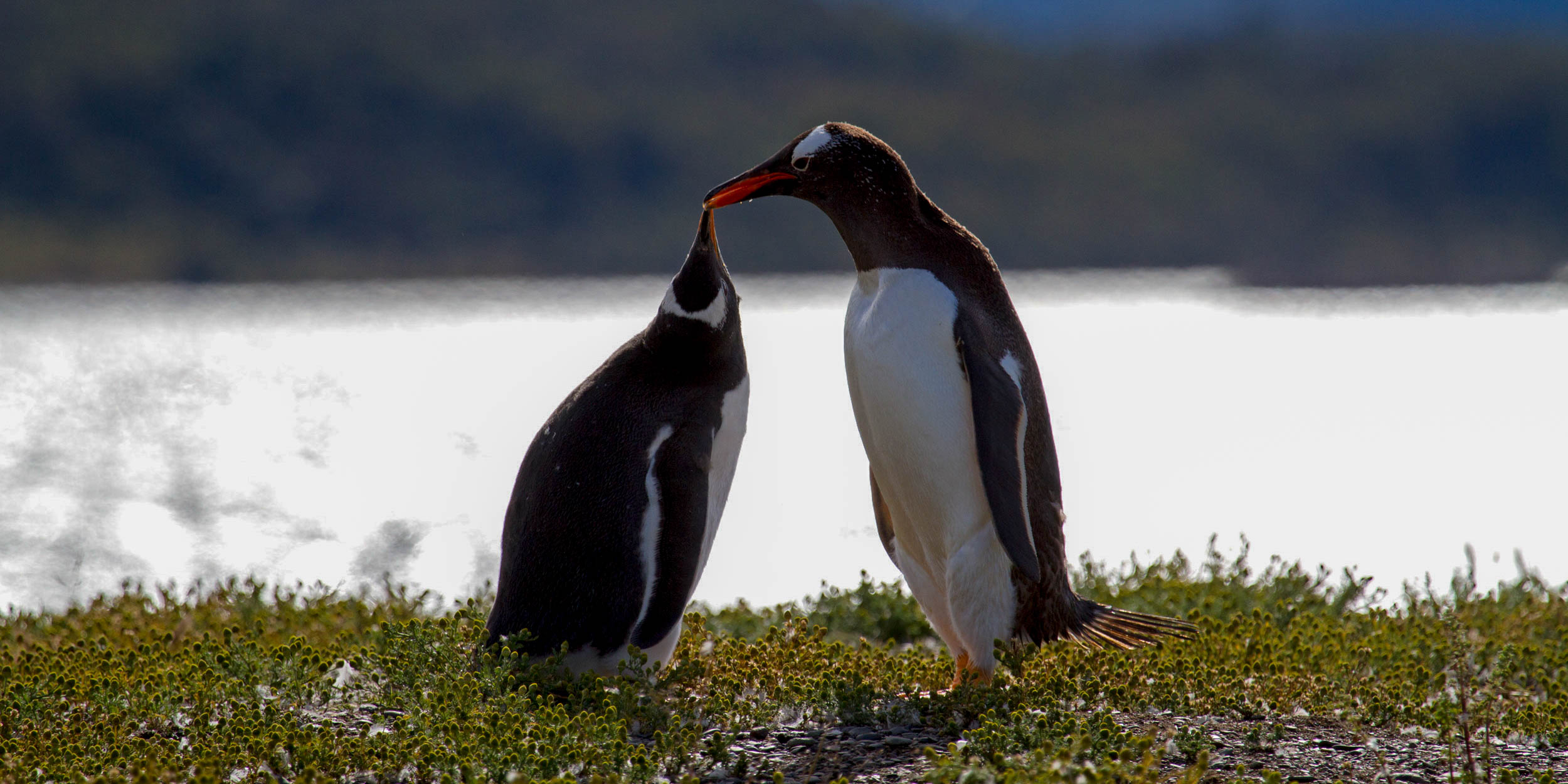 Two Gentoo penguins touching beaks on a patch of grass with a bright, sun-lit body of water behind them.