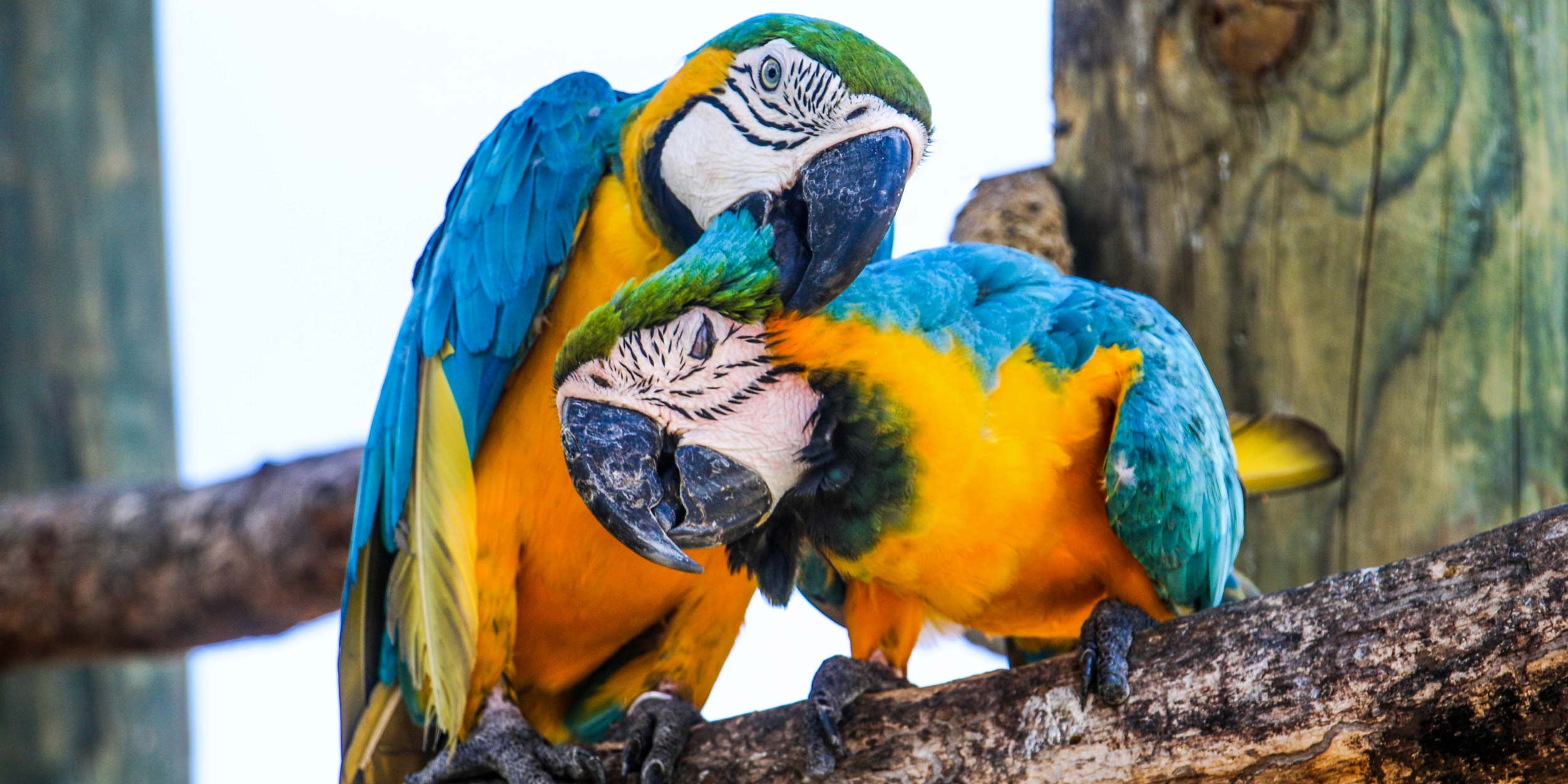 Close-up of two bright blue and yellow Macaw parrots perched on a wooden post.
