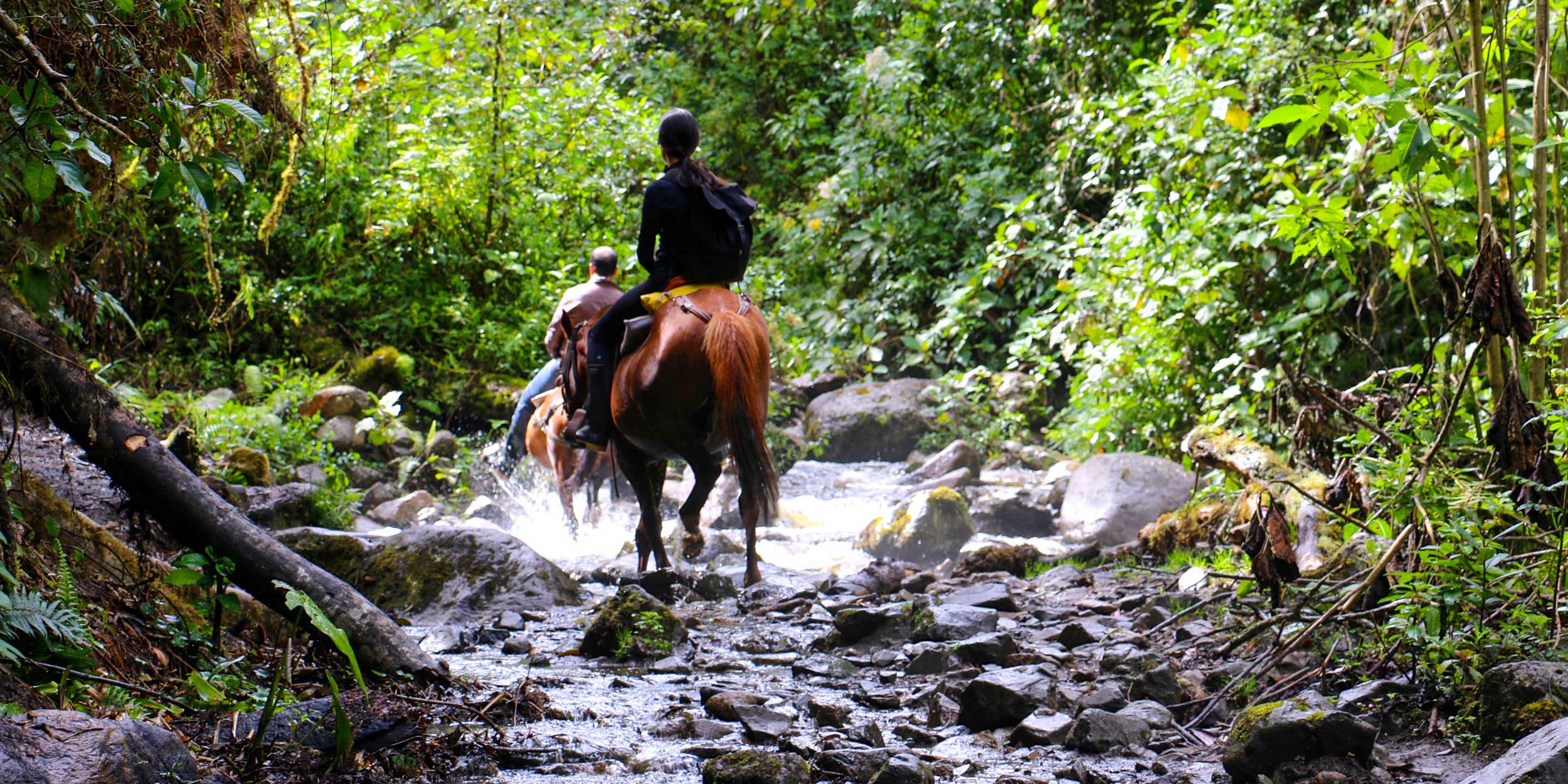 Two people on horseback riding through a rocky stream in a lush, green Colombian coffee region forest.