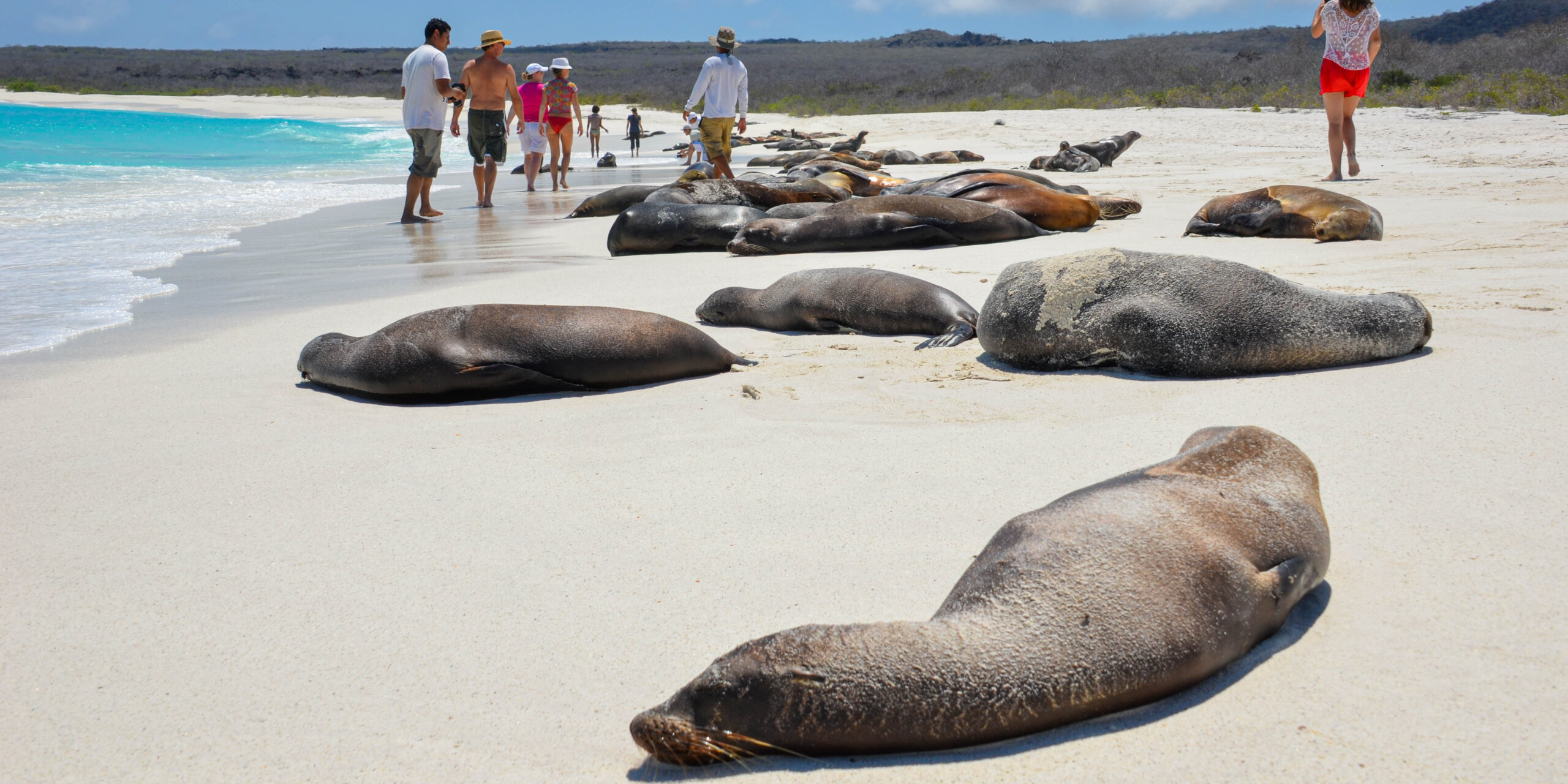 Sea lions lay on a beach in the Galapagos Islands.