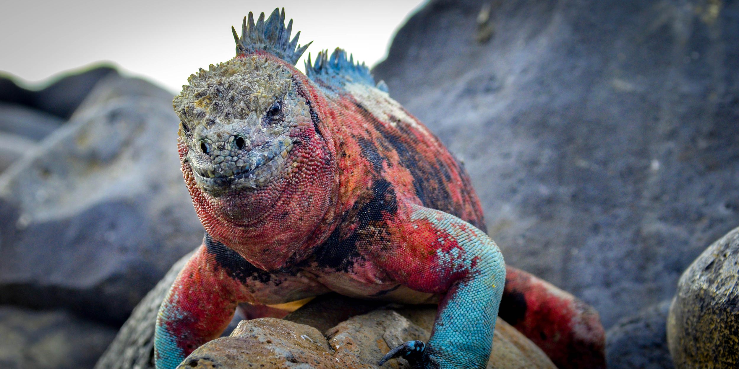 galapagos-marine-iguana-wildlife-viewing