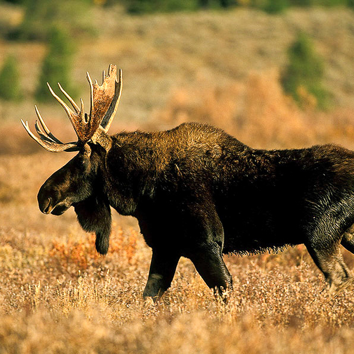 moose-wildlife-safari-ecotours