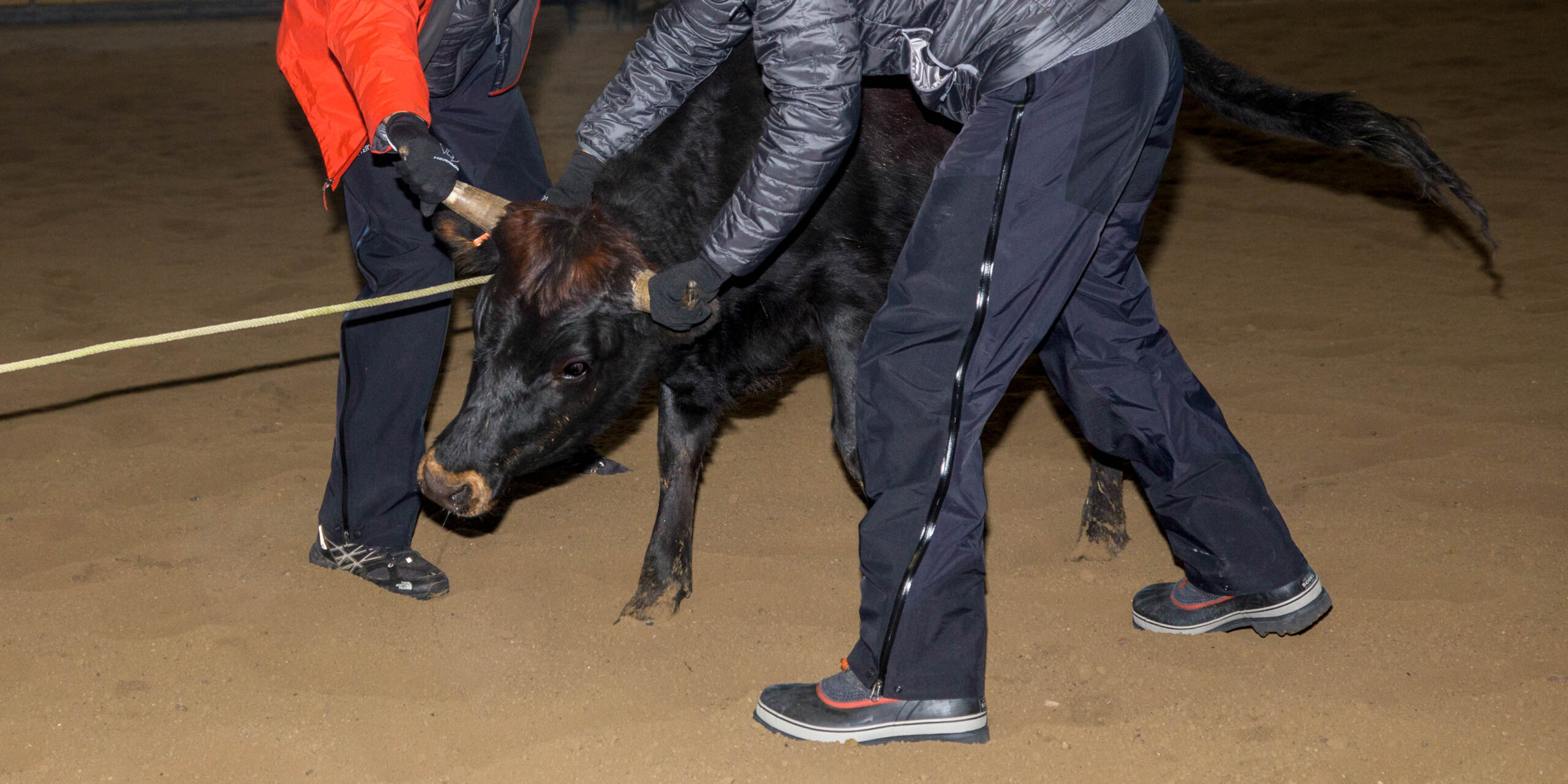 Two people grab a bull by its horns during a team challenge.