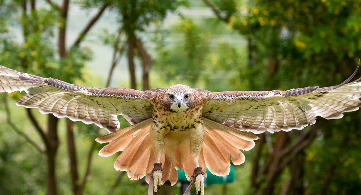 western-wilderness-teton-raptor-center-hawk