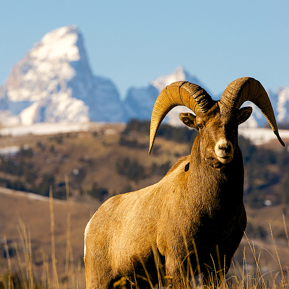 western-wilderness-wildlife-viewing-jackson-wyoming
