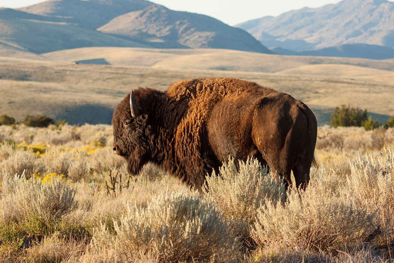 bison-turner-endangered-species-fund A shaggy brown bison stands in a field of sagebrush and yellow wildflowers with rolling hills and mountains behind it.