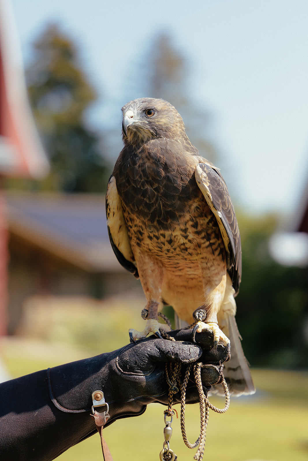hawk-teton-raptor-center A dark brown and tan raptor sits on a handler's gloved hand, secured by leather jesses and a leash.