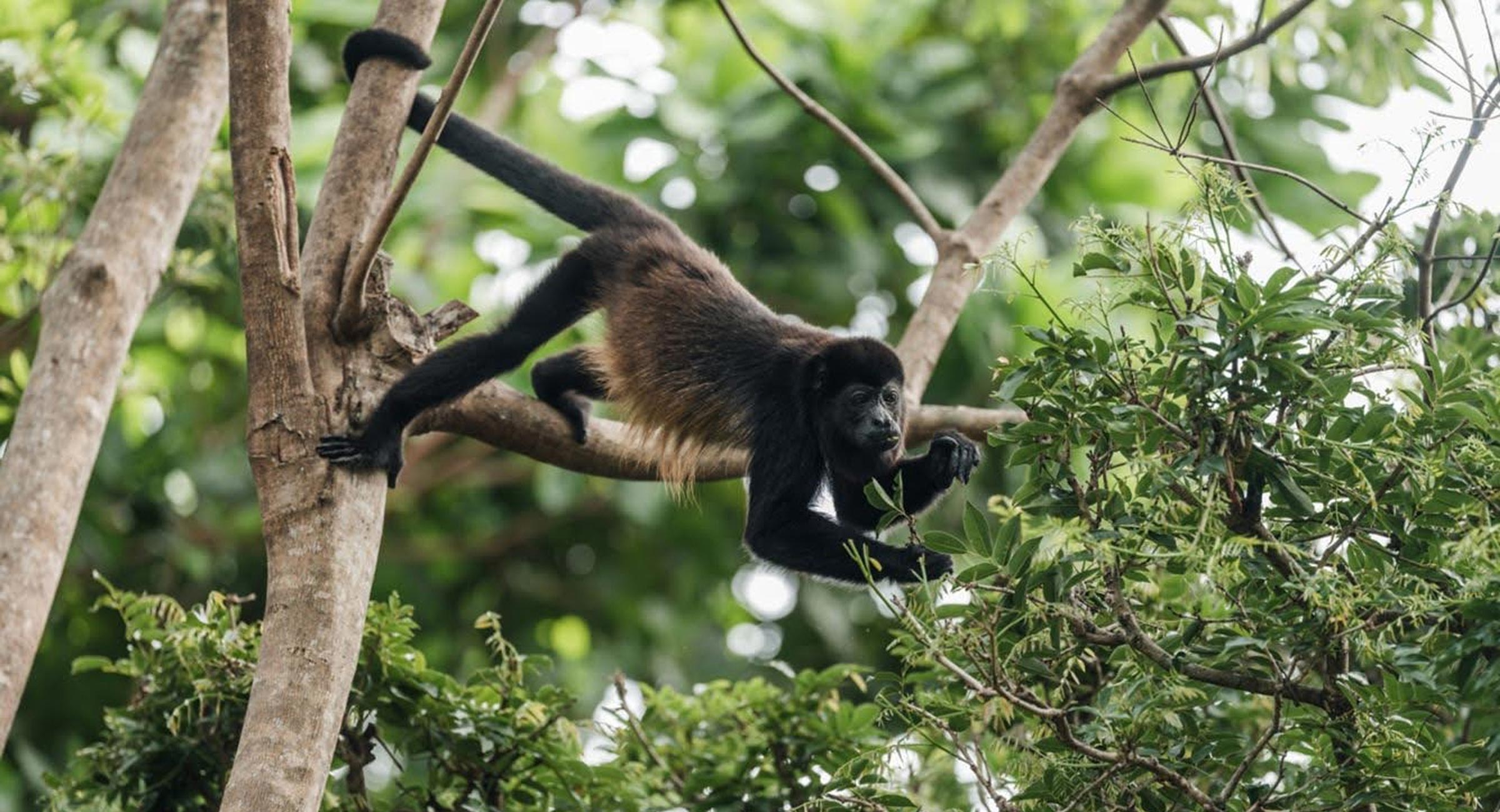costa-rica-monkey A howler monkey in the rainforest canopy, a frequent wildlife highlight in Costa Rica.