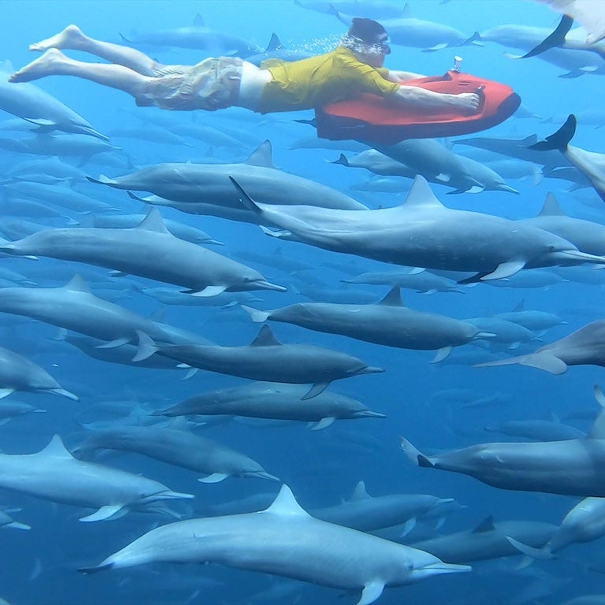 costa-rica-sea-bob-dolphinsjpg An underwater luxury travel experience in Costa Rica, where a traveler uses a Seabob to swim with a pod of dolphins.