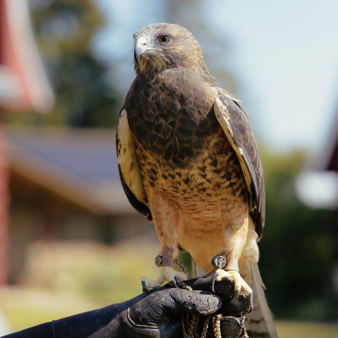 EXP – Jackson Hole -Teton Raptor Center-Hawk Learning about raptors at the Teton Raptor Center.