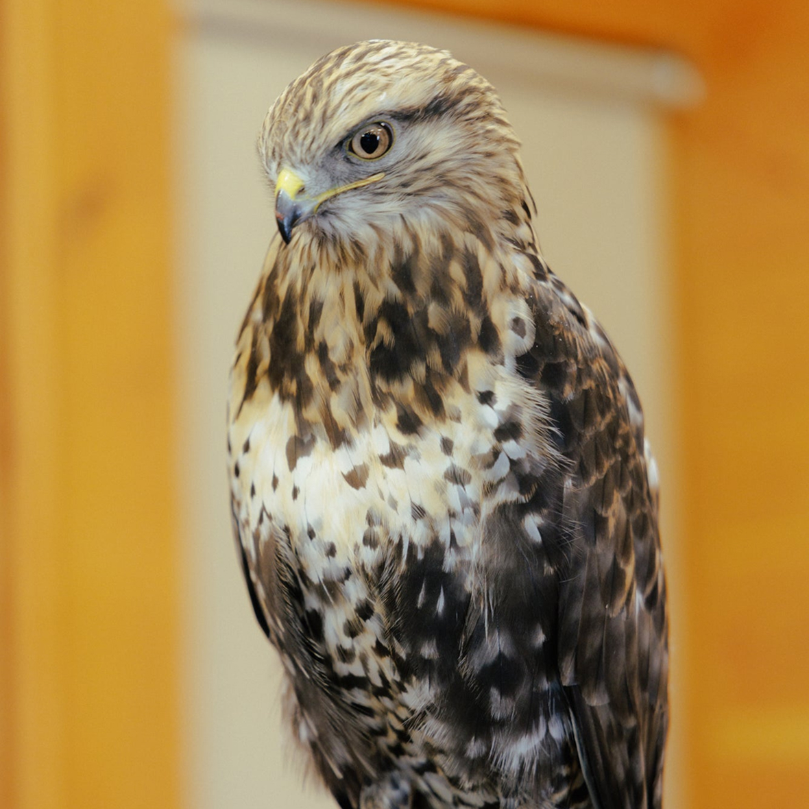 EXP – Jackson Hole -6874jpg Learning about raptors at the Teton Raptor Center.