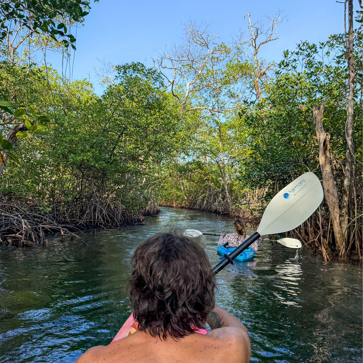 Two people kayak through a narrow mangrove channel with dense green trees and a bright blue sky above.