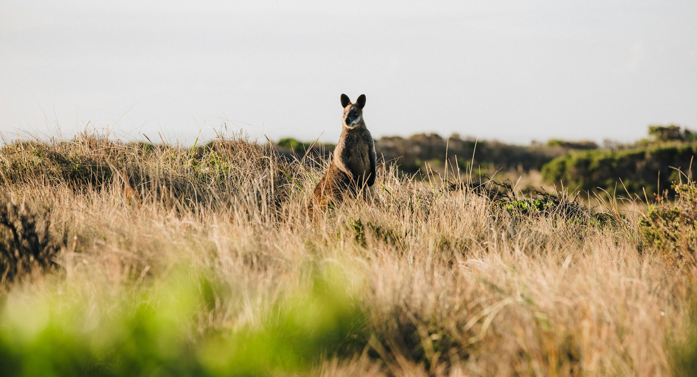 Australia-Kangaroo-Island - EXP Journeys - EXP Journeys Kangaroo sitting upright in tall dry grass in an open grassland with a pale sky in the background, looking toward the camera.