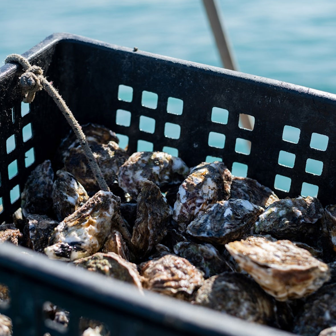 Australia-Oysters - EXP Journeys - EXP Journeys Crate filled with oysters tied with a rope, with blue water in the background.